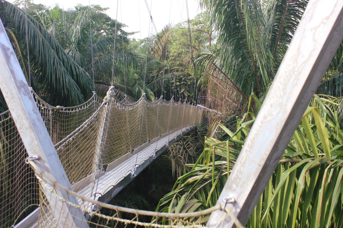 Canopy_walk_lekki_conservation_centre_the1effect_naturaljunkie