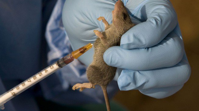 Lassa Fever: Enugu State Government Warns Residents