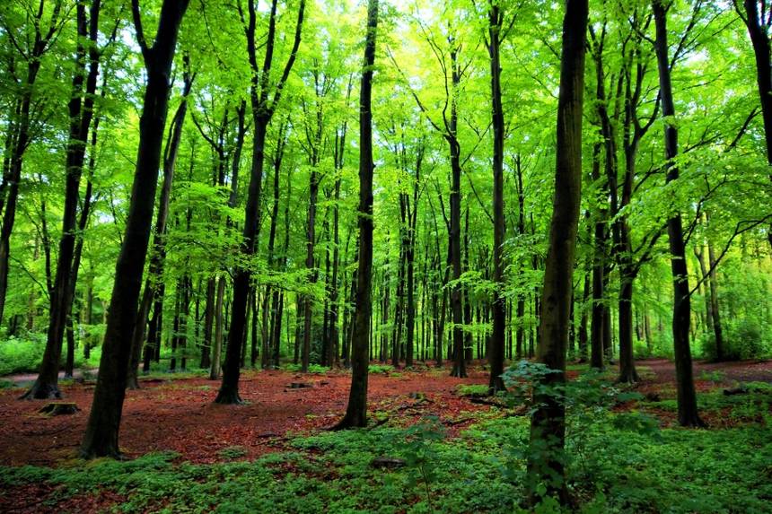 Plateau Varsity To Plant 1,500 Trees To Mark World Environmental Day