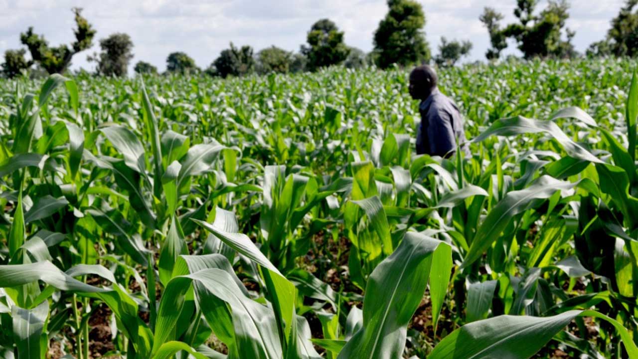 How Nigeria Can Be Leading Nation In Agriculture With ICT – Prof Othman