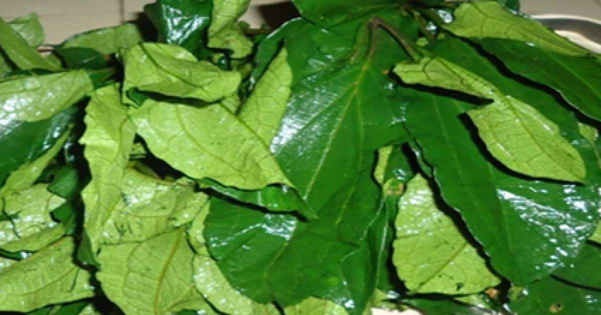 8 Amazing Nutritional Benefits of Pumpkin Leaves (Ugwu) - Natural Junkie