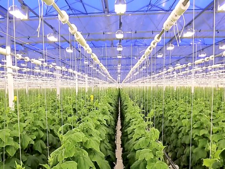 hydroponic agriculture